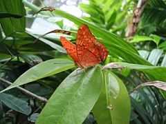 106 Kuranda Butterfly Sanctuary